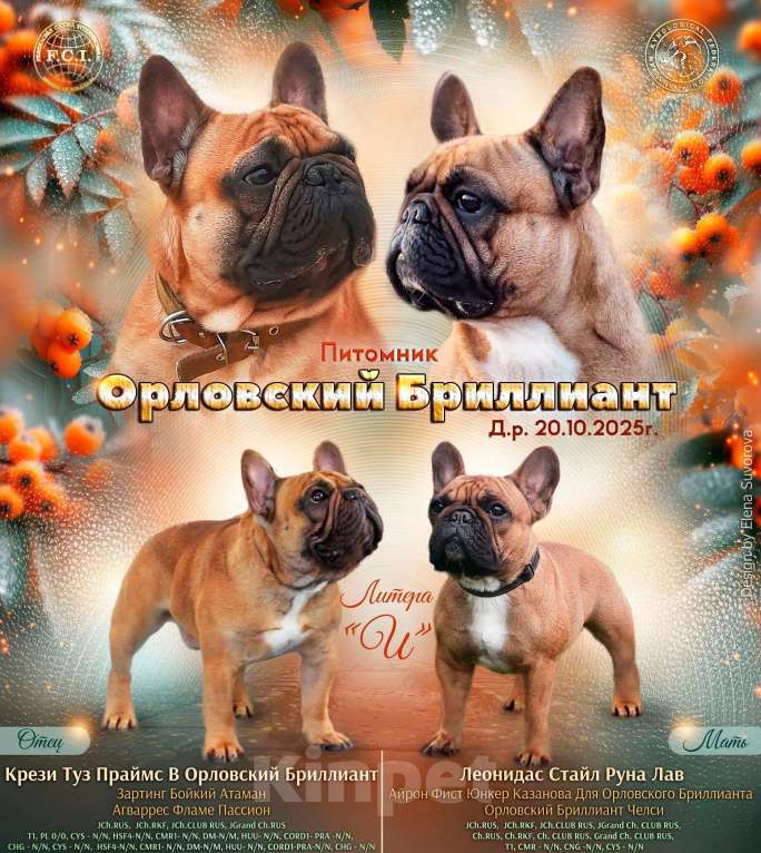 Собаки в Москве: Илея Девочка, 100 000 руб. - фото 3