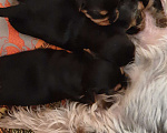 Собаки в Подольске: Продаются щенки йоркширского терьера Мальчик, 15 000 руб. - фото 3
