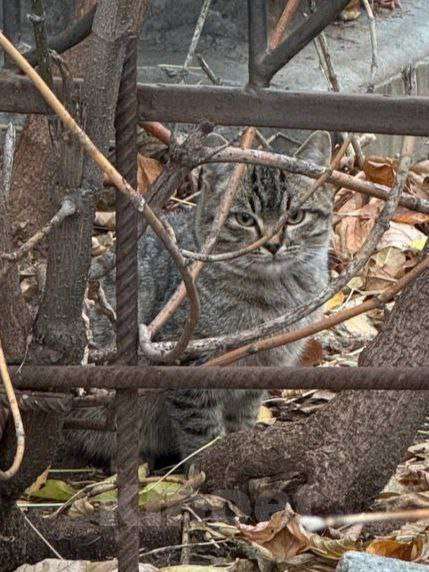 Кошки в Москве: Малыш Квант Мальчик, Бесплатно - фото 2