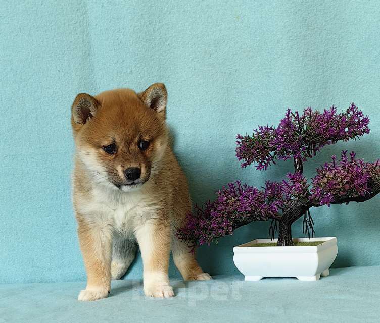 Собаки в Москве: Сиба ину. Щенки разных окрасов. Мальчик, 50 000 руб. - фото 4