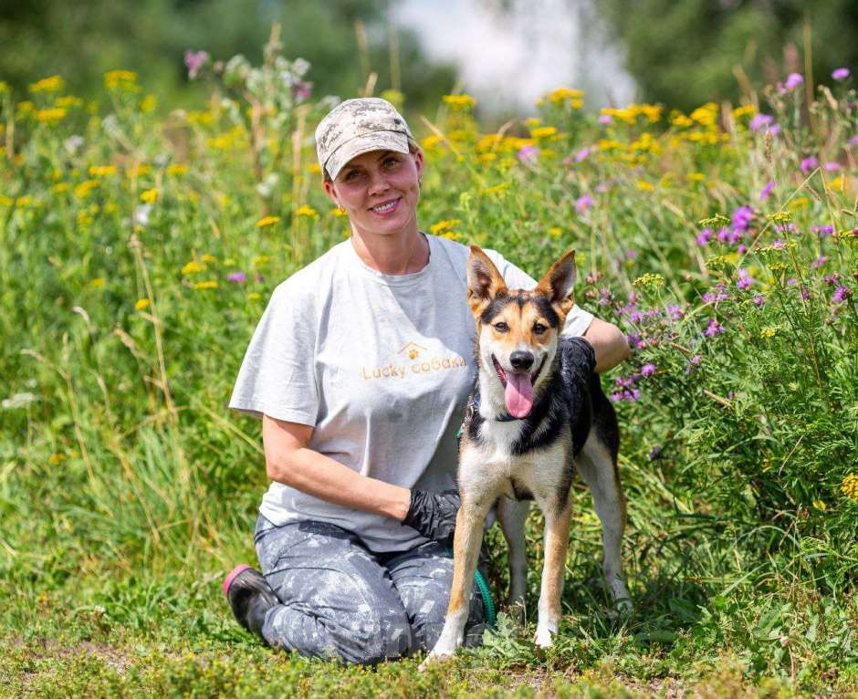 Собаки в других городах Московской области: Шикарный пес ищет дом Мальчик, Бесплатно - фото 3