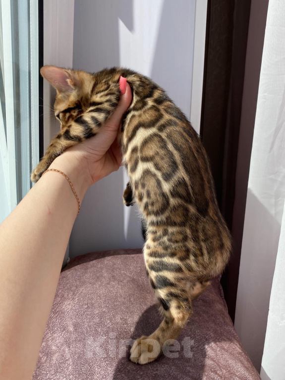 Кошки в Новосибирске: Бенгальские котята - девочки Девочка, 50 000 руб. - фото 4
