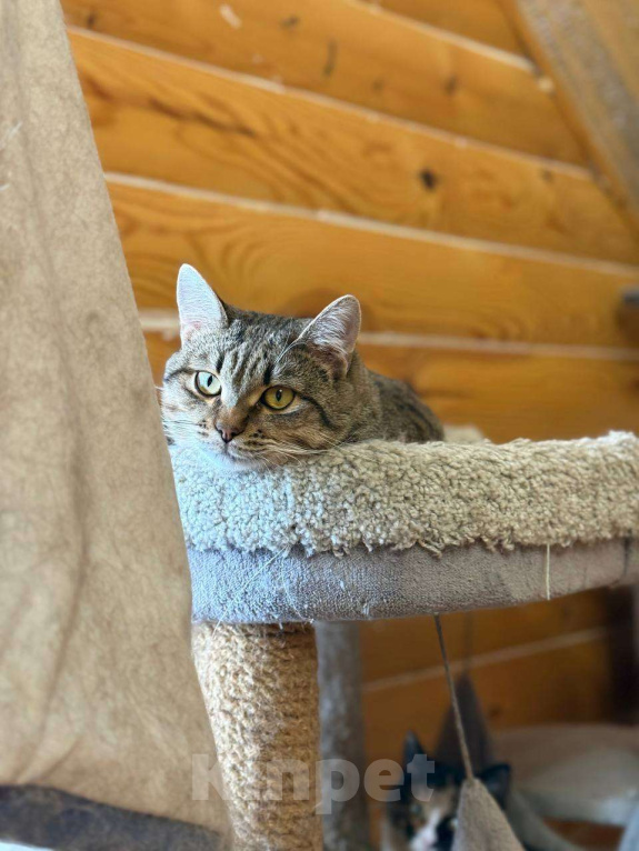 Кошки в Москве: Молоденький Филя мечтает о доме Мальчик, Бесплатно - фото 3