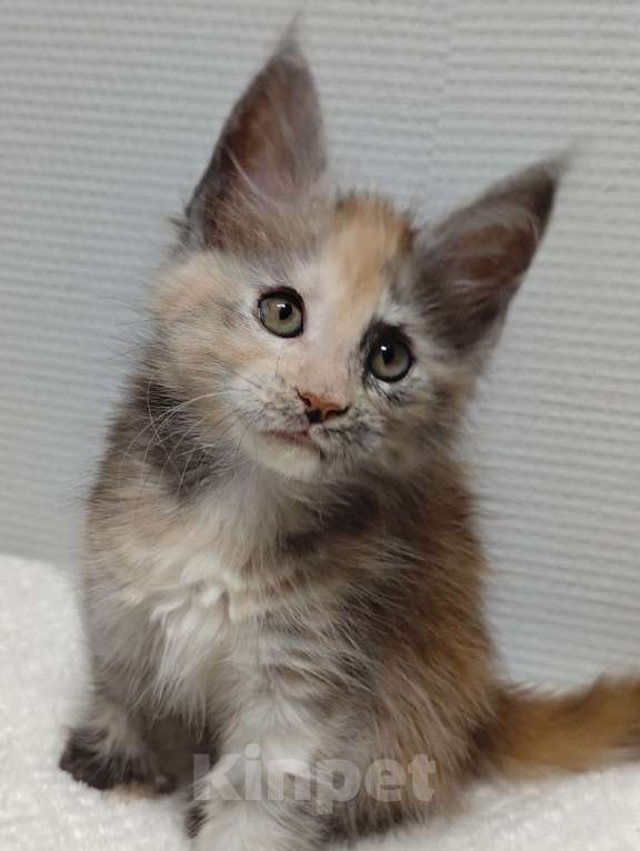 Кошки в Туле: Мейн-кун полилакт девочка Девочка, 35 000 руб. - фото 2