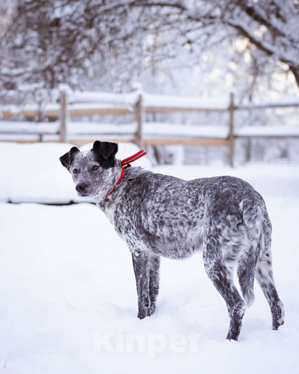 Собаки в Москве: Метис в добрые руки! Девочка, Бесплатно - фото 1