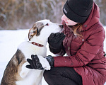 Собаки в Москве: Собака из приюта в добрые руки Девочка, Бесплатно - фото 1