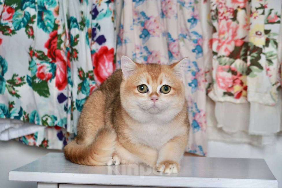 Кошки в Москве: Британский мальчик Равиоли Мальчик, 55 000 руб. - фото 2