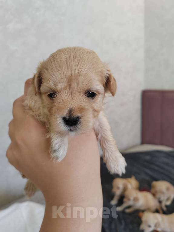 Собаки в Энгельс-19: Малыши мальтипу f1 Мальчик, 120 000 руб. - фото 8