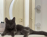 Кошки в Иркутске: Котенок 5 месяцев Девочка, Бесплатно - фото 2