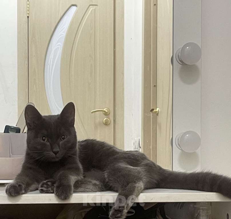 Кошки в Иркутске: Котенок 5 месяцев Девочка, Бесплатно - фото 2