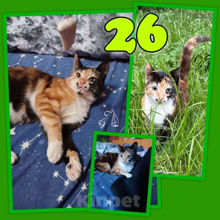 Кошки в Москве: Кошечка ищет дом  Девочка, Бесплатно - фото 6