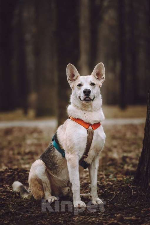 Собаки в Москве: Марко ищет дом и семью! Мальчик, Бесплатно - фото 10