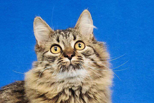 котенок Орешек ищет дом