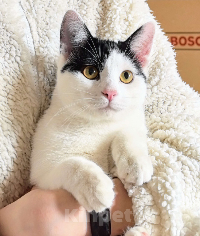 Кошки в Москве: Котёнок Смурфик ищет семью! Мальчик, Бесплатно - фото 10