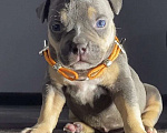 Собаки в Москве: Американские булли покет Девочка, Бесплатно - фото 3