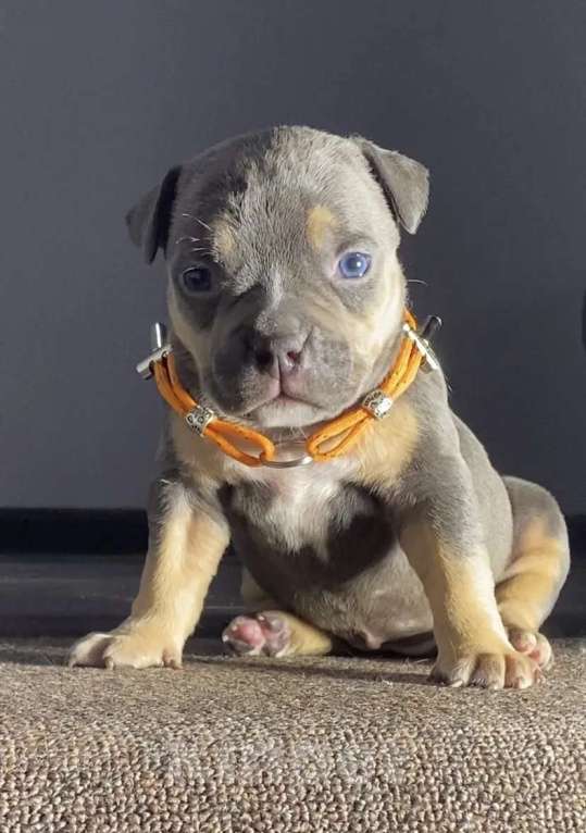 Собаки в Москве: Американские булли покет Девочка, Бесплатно - фото 3