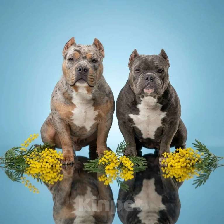 Собаки в Саратове: Американский булли девочки Мальчик, 100 000 руб. - фото 3