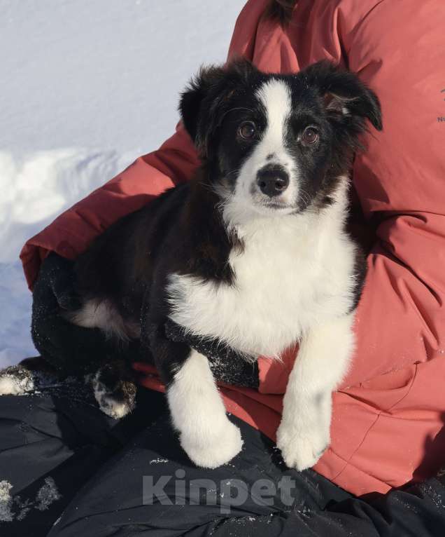 Собаки в других городах Московской области: Миниатюрная Американская Овчарка Девочка, 65 000 руб. - фото 1