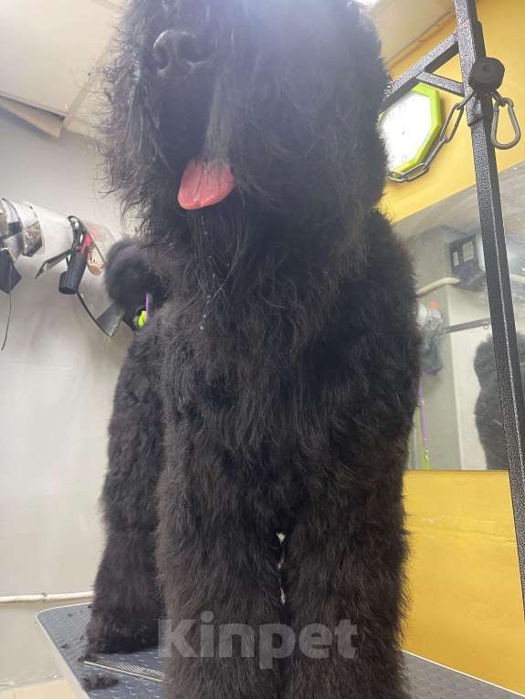 Собаки в Апшеронске: Русский Черный Терьер Вязка  Мальчик, Бесплатно - фото 6