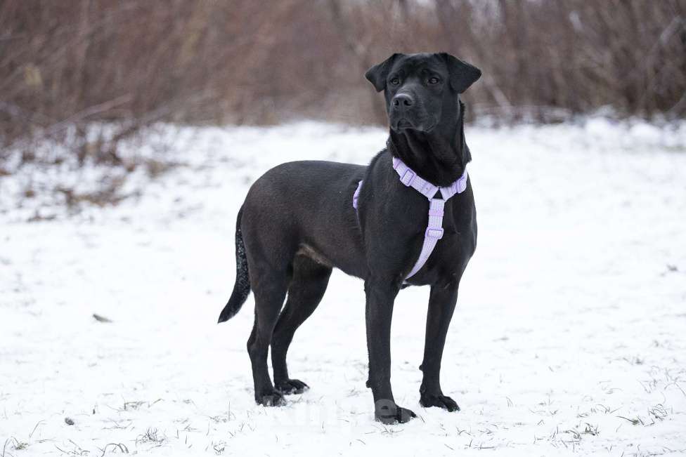 Собаки в Москве: Метис лабрадора и просто красавица Джуди в поисках дома Девочка, Бесплатно - фото 4