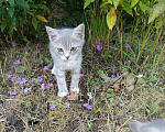 Кошки в Москве: Котенок в добрые руки Девочка, Бесплатно - фото 3