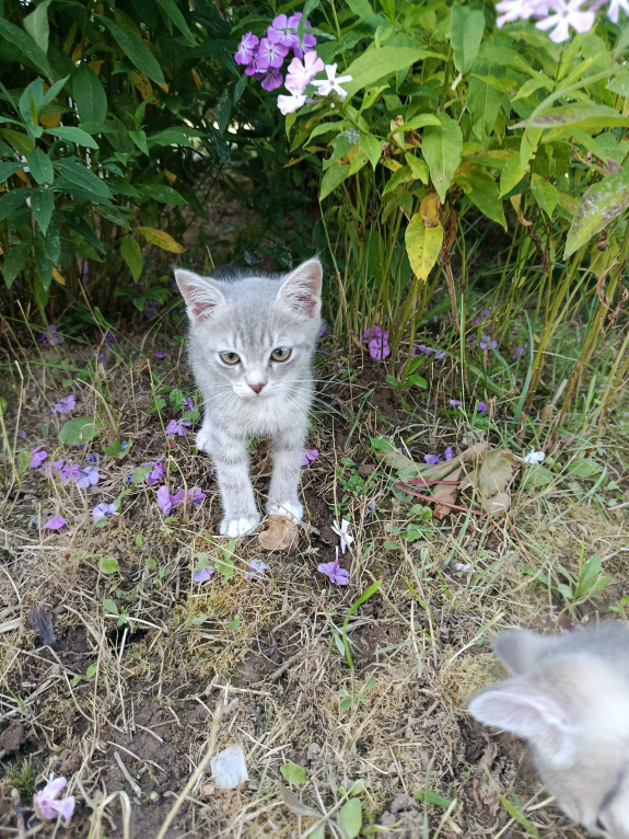 Кошки в Москве: Котенок в добрые руки Девочка, Бесплатно - фото 3