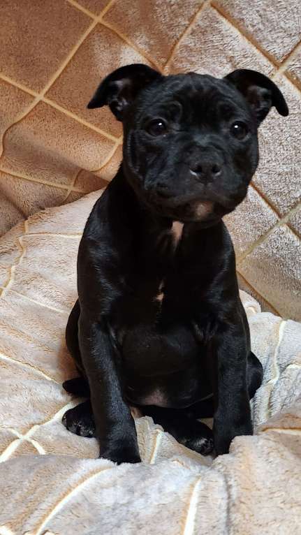 Собаки в Туле: Стаффорлширский бультерьер Девочка, 50 000 руб. - фото 4