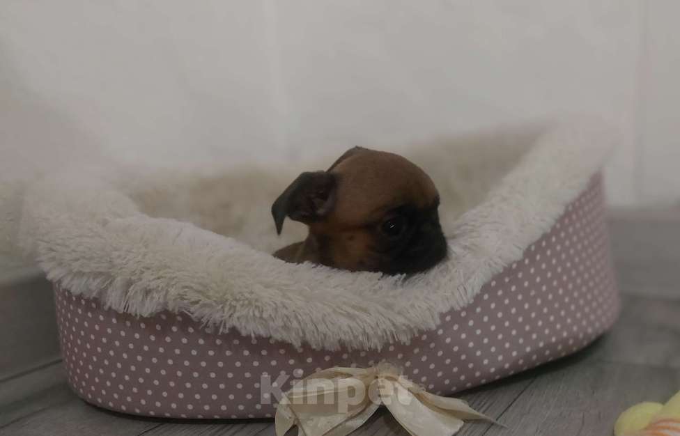 Собаки в Москве: Девочка брабансон Девочка, 50 000 руб. - фото 3