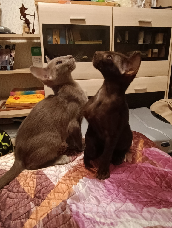 Кошки в Волжском: Ориентальные котята Разнополые, Бесплатно - фото 8