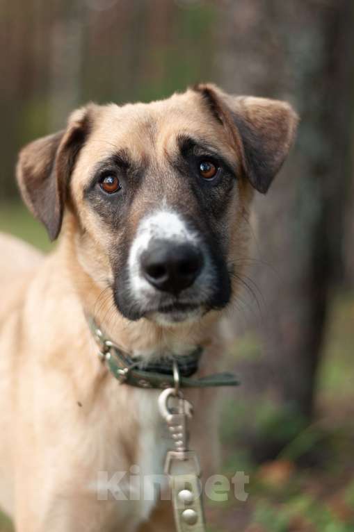 Собаки в Ногинске: Скромная Нила ищет своих Девочка, Бесплатно - фото 1