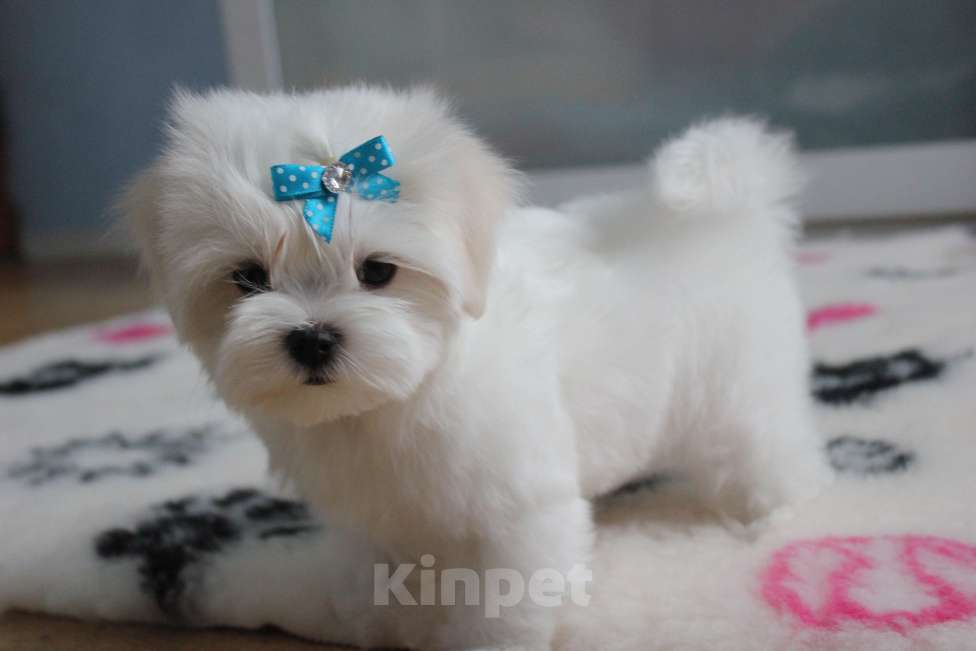 Собаки в Омске: Мальтезе щенок Левгорд Дениска Мальчик, 70 000 руб. - фото 5