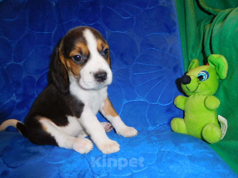 Собаки в Москве: Биглики Девочка, 40 000 руб. - фото 2