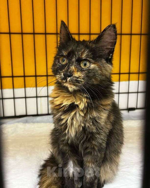 Кошки в Москве: Котенок Нюся ищет дом  Девочка, Бесплатно - фото 1