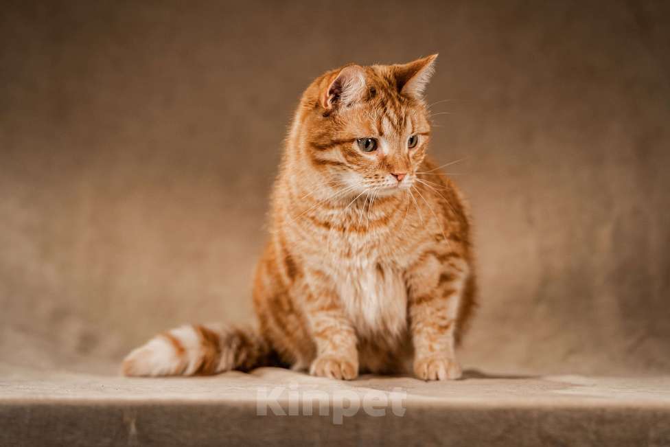 Кошки в Клине: Клёпа — друг для всей семьи Мальчик, Бесплатно - фото 3