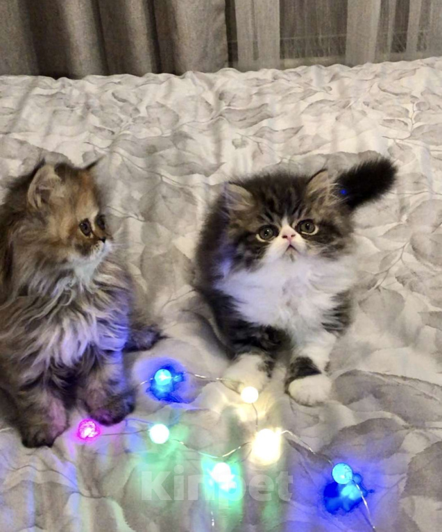 Кошки в Москве: Персидский котенок  Мальчик, 24 000 руб. - фото 5