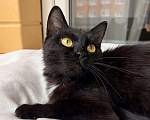 Кошки в Москве: Черная кошка - крошка Багира в добрые руки Девочка, Бесплатно - фото 8