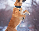 Собаки в Москве: Солнечный Рыжик, пес спасенный с пром. зоны, ищет дом! Мальчик, 10 руб. - фото 6