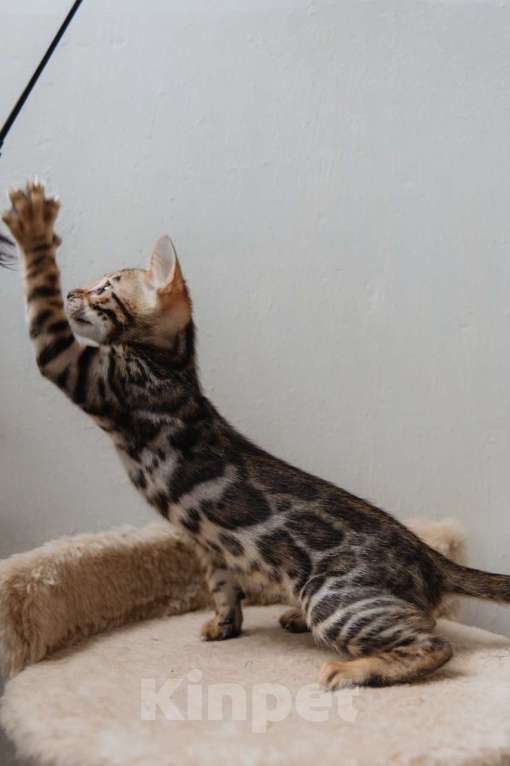 Кошки в Санкт-Петербурге: Мальчик (розетка на золоте) Мальчик, 40 000 руб. - фото 2