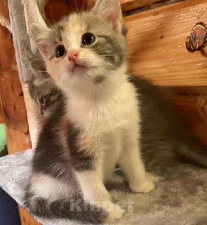 Кошки в Санкт-Петербурге: Продаю котят Девочка, 2 000 руб. - фото 2