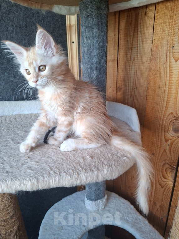 Кошки в Одинцово: Котёнок мейн-кун Девочка, 28 000 руб. - фото 8