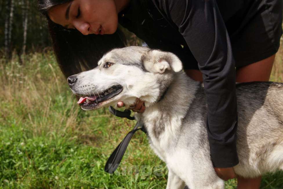 Собаки в Москве: Серенький Мальчик, Бесплатно - фото 15