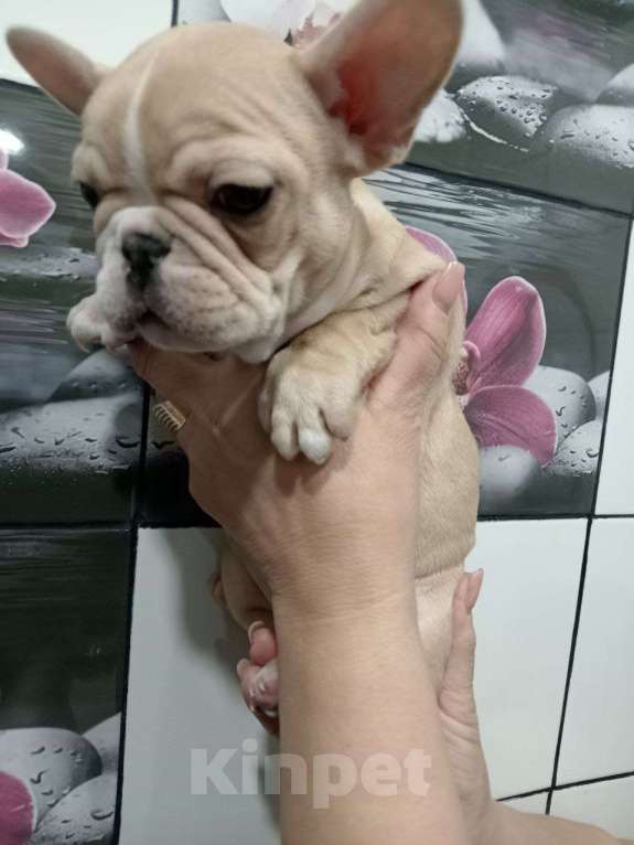 Собаки в Иркутске: Кремовая девочка  Девочка, 35 000 руб. - фото 3