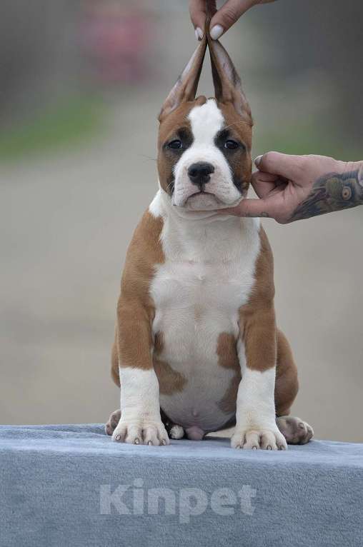 Собаки в Краснодаре: Щенок амстаффа РКФ Мальчик, 60 000 руб. - фото 2