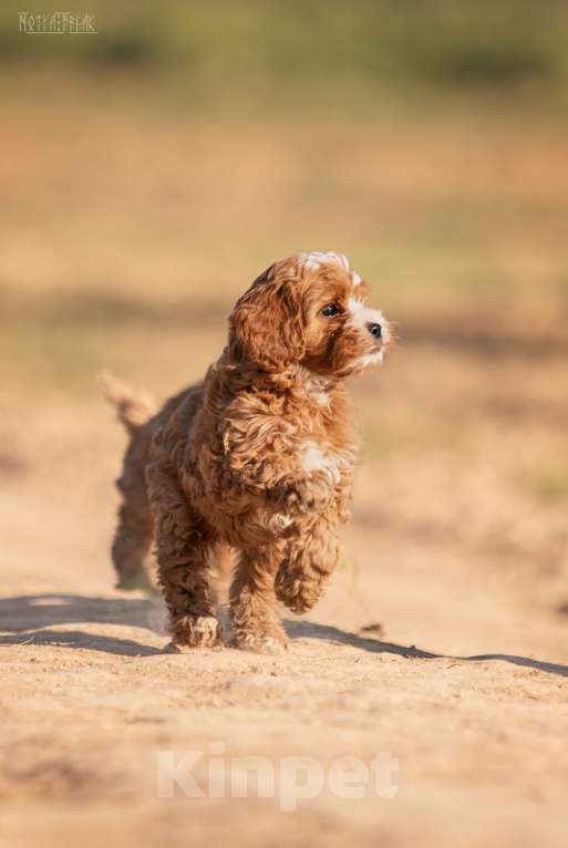 Собаки в Москве: Щенок КАВАПУ  от заводчика Девочка, Бесплатно - фото 4