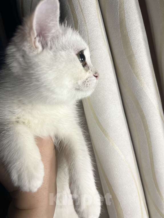 Кошки в Балашихе: Серебристая шиншилла котенок Девочка, 20 000 руб. - фото 8
