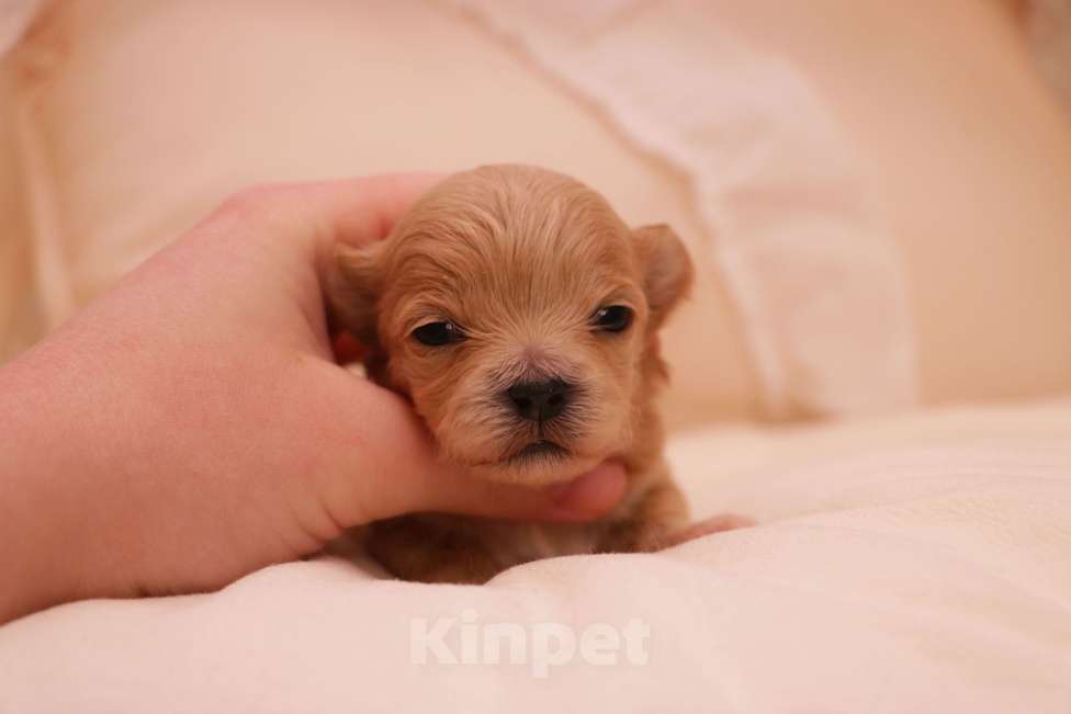 Собаки в Москве: Мальтипу микро девочка Корея Девочка, 180 000 руб. - фото 1