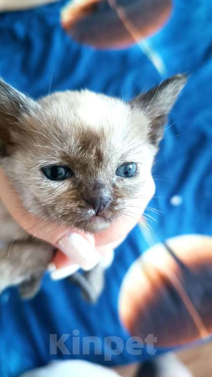 Кошки в Ростове-на-Дону: Котята европейской Бурмы  Мальчик, 80 000 руб. - фото 7