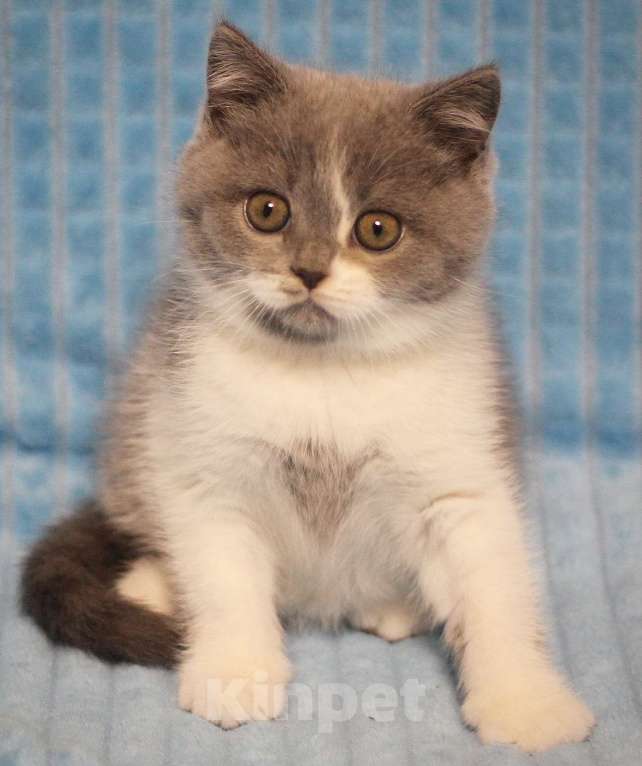 Кошки в Магнитогорске: Xonor Marshmallow  Мальчик, Бесплатно - фото 2