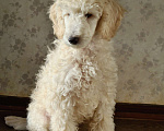 Собаки в Москве: Щенок среднего ( малого ) пуделя белого окраса Мальчик, 50 000 руб. - фото 2