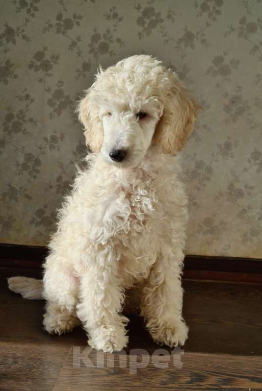 Собаки в Москве: Щенок среднего ( малого ) пуделя белого окраса Мальчик, 50 000 руб. - фото 2